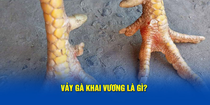 Vảy gà khai vương là gì?